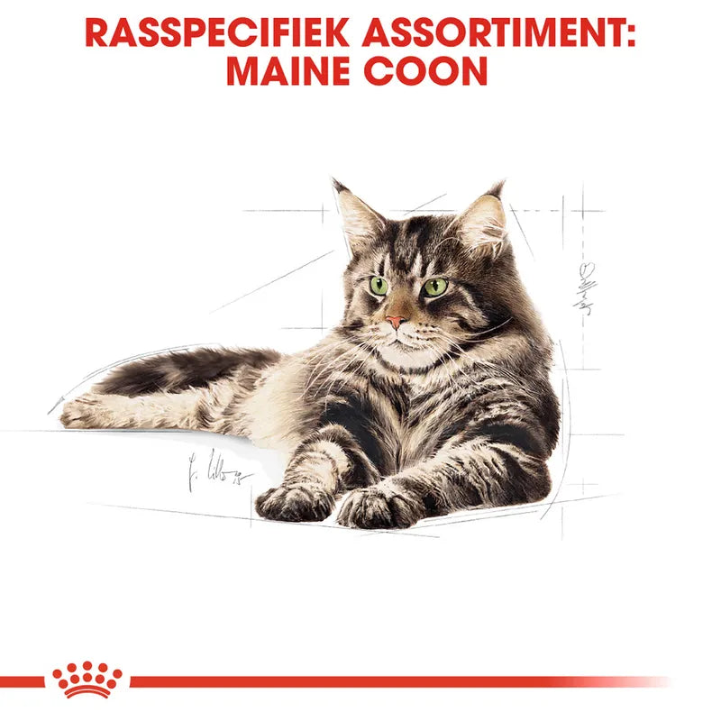 Royal Canin Maine Coon raskat assortiment